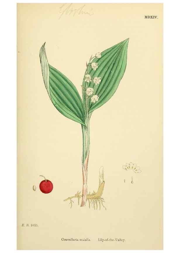 Reproducción/Reproduction 48754064277: English botany, or, Coloured figures of British plants /. London :R. Hardwicke,1863-1886.. 