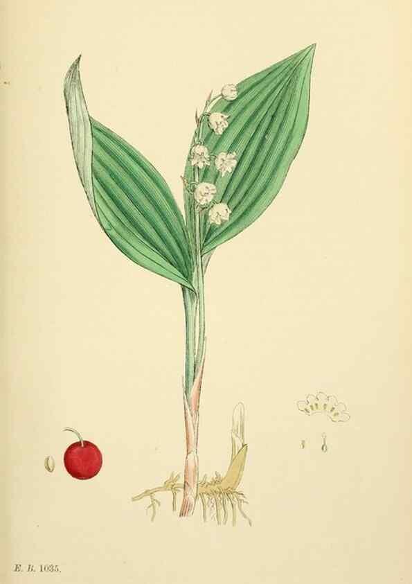 Reproducción/Reproduction 48754064277: English botany, or, Coloured figures of British plants /. London :R. Hardwicke,1863-1886.. 