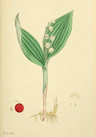 Reproducción/Reproduction 48754064277: English botany, or, Coloured figures of British plants /. London :R. Hardwicke,1863-1886.. 