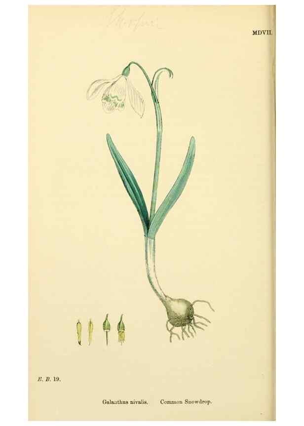Reproducción/Reproduction 48754062747: English botany, or, Coloured figures of British plants /. London :R. Hardwicke,1863-1886.. 