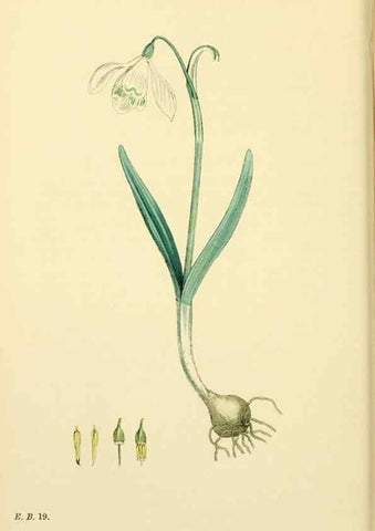 Reproducción/Reproduction 48754062747: English botany, or, Coloured figures of British plants /. London :R. Hardwicke,1863-1886.. 