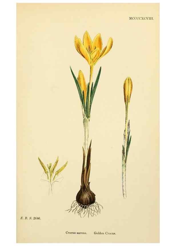 Reproducción/Reproduction 48754056002: English botany, or, Coloured figures of British plants /. London :R. Hardwicke,1863-1886.. 