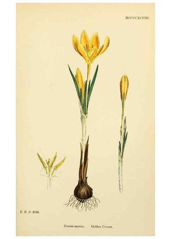 Reproducción/Reproduction 48754056002: English botany, or, Coloured figures of British plants /. London :R. Hardwicke,1863-1886.. 