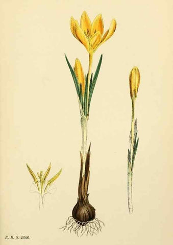 Reproducción/Reproduction 48754056002: English botany, or, Coloured figures of British plants /. London :R. Hardwicke,1863-1886.. 