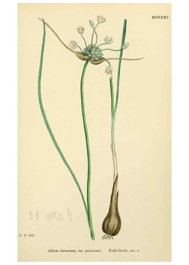 Reproducción/Reproduction 48754069697: English botany, or, Coloured figures of British plants /. London :R. Hardwicke,1863-1886.. 