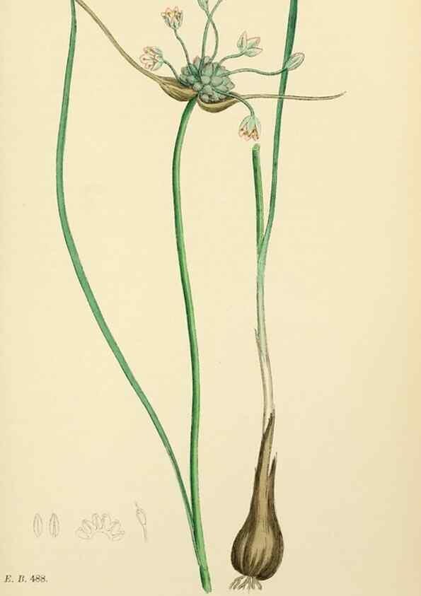 Reproducción/Reproduction 48754069697: English botany, or, Coloured figures of British plants /. London :R. Hardwicke,1863-1886.. 