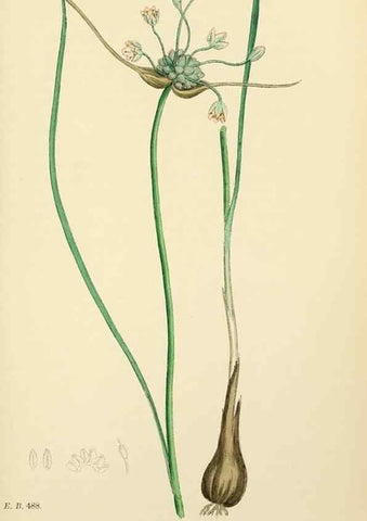 Reproducción/Reproduction 48754069697: English botany, or, Coloured figures of British plants /. London :R. Hardwicke,1863-1886.. 