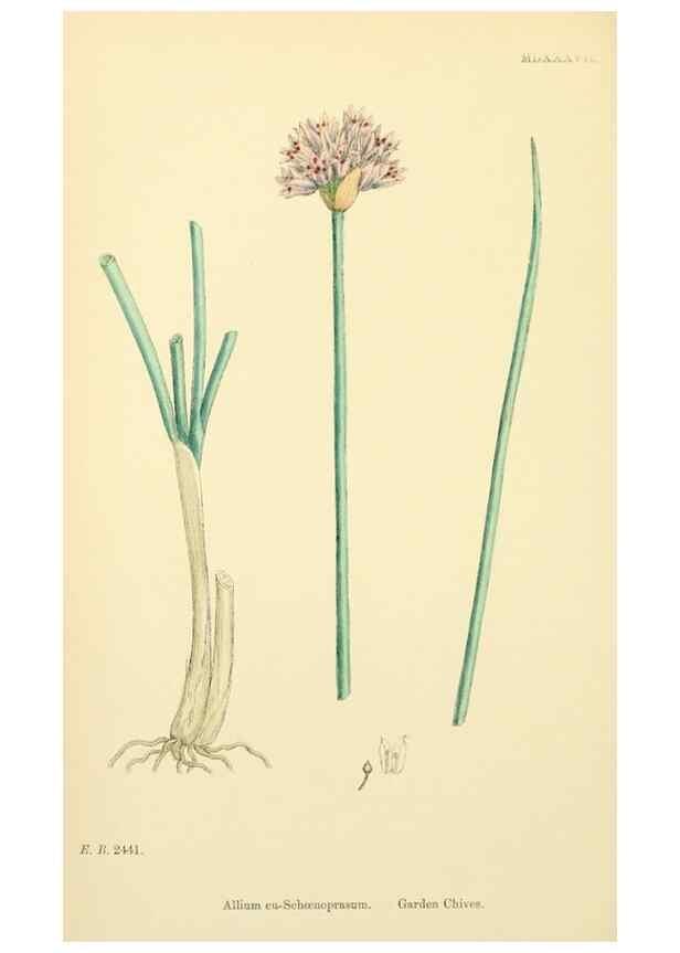 Reproducción/Reproduction 48753879731: English botany, or, Coloured figures of British plants /. London :R. Hardwicke,1863-1886.. 