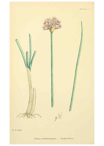 Reproducción/Reproduction 48753879731: English botany, or, Coloured figures of British plants /. London :R. Hardwicke,1863-1886.. 
