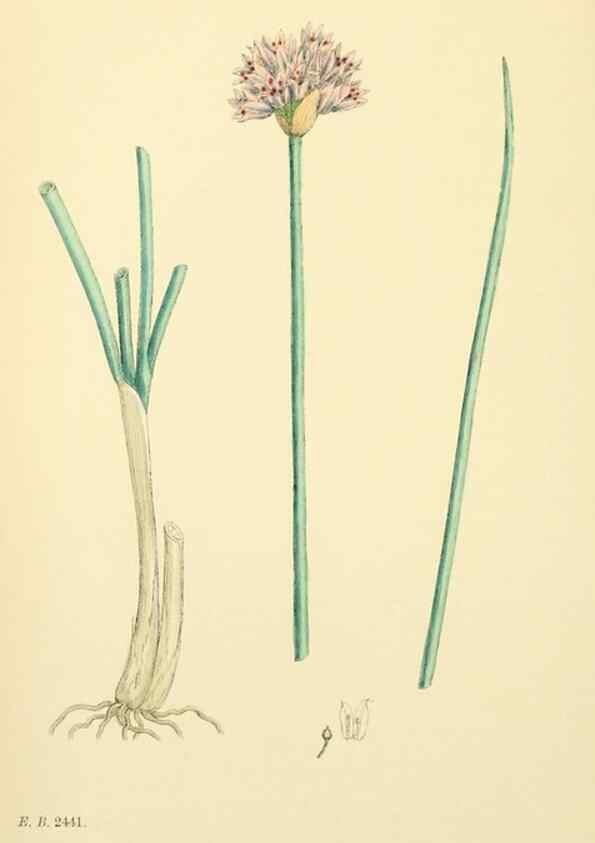 Reproducción/Reproduction 48753879731: English botany, or, Coloured figures of British plants /. London :R. Hardwicke,1863-1886.. 