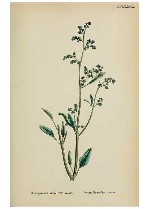 Reproducción/Reproduction 48753580878: English botany, or, Coloured figures of British plants /. London :R. Hardwicke,1863-1886.. 