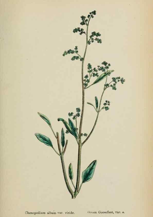 Reproducción/Reproduction 48753580878: English botany, or, Coloured figures of British plants /. London :R. Hardwicke,1863-1886.. 