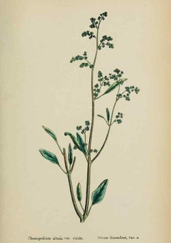 Reproducción/Reproduction 48753580878: English botany, or, Coloured figures of British plants /. London :R. Hardwicke,1863-1886.. 