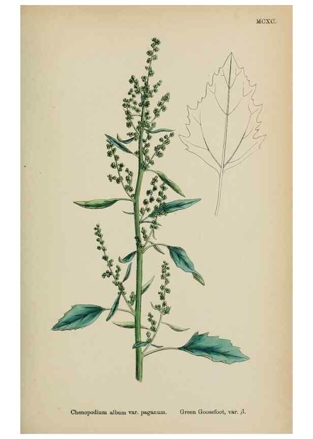 Reproducción/Reproduction 48754095682: English botany, or, Coloured figures of British plants /. London :R. Hardwicke,1863-1886.. 