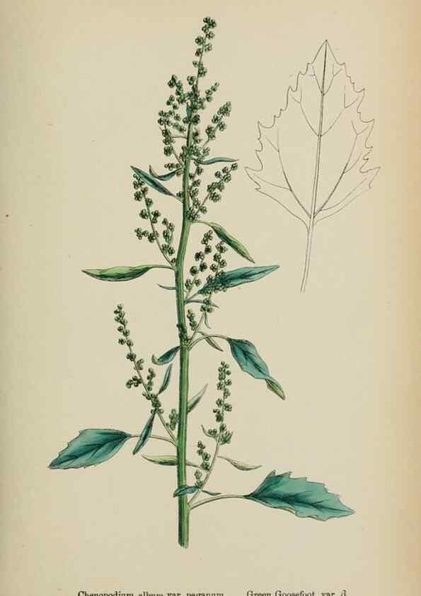 Reproducción/Reproduction 48754095682: English botany, or, Coloured figures of British plants /. London :R. Hardwicke,1863-1886.. 