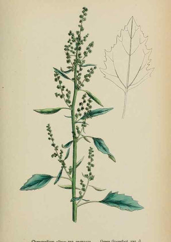 Reproducción/Reproduction 48754095682: English botany, or, Coloured figures of British plants /. London :R. Hardwicke,1863-1886.. 