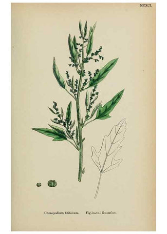 Reproducción/Reproduction 48754095937: English botany, or, Coloured figures of British plants /. London :R. Hardwicke,1863-1886.. 