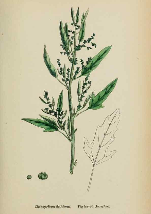 Reproducción/Reproduction 48754095937: English botany, or, Coloured figures of British plants /. London :R. Hardwicke,1863-1886.. 