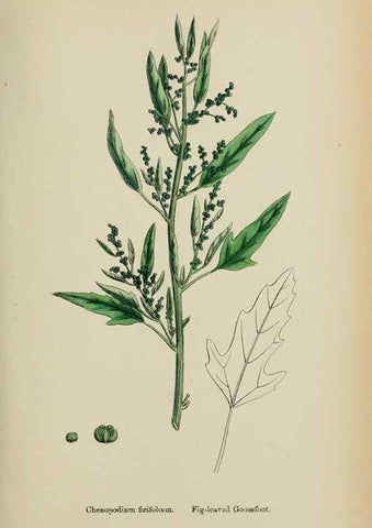 Reproducción/Reproduction 48754095937: English botany, or, Coloured figures of British plants /. London :R. Hardwicke,1863-1886.. 