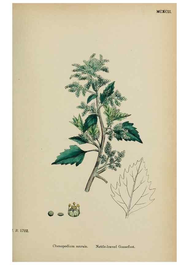 Reproducción/Reproduction 48754096107: English botany, or, Coloured figures of British plants /. London :R. Hardwicke,1863-1886.. 
