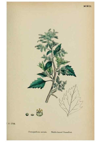 Reproducción/Reproduction 48754096107: English botany, or, Coloured figures of British plants /. London :R. Hardwicke,1863-1886.. 