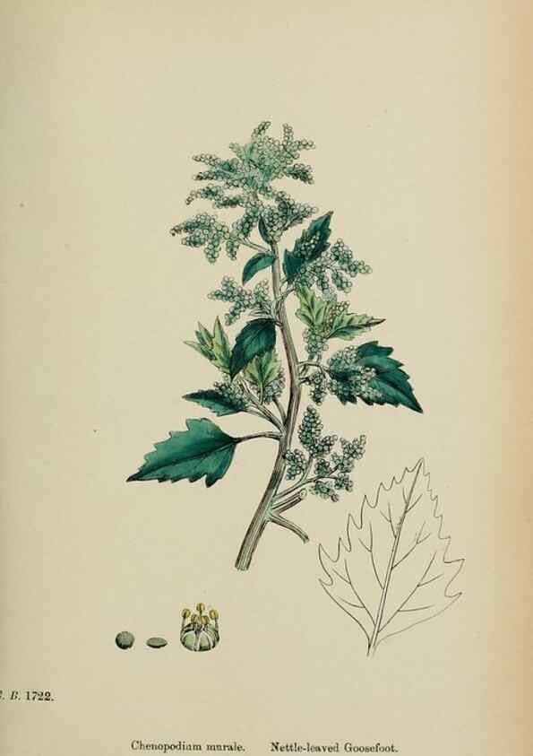 Reproducción/Reproduction 48754096107: English botany, or, Coloured figures of British plants /. London :R. Hardwicke,1863-1886.. 