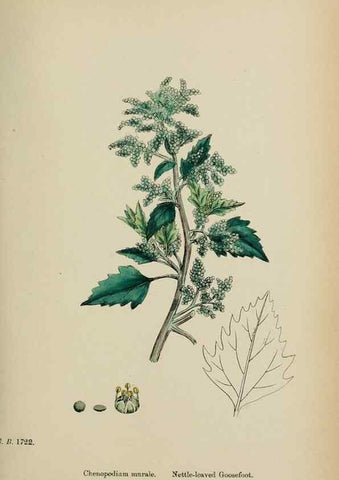 Reproducción/Reproduction 48754096107: English botany, or, Coloured figures of British plants /. London :R. Hardwicke,1863-1886.. 