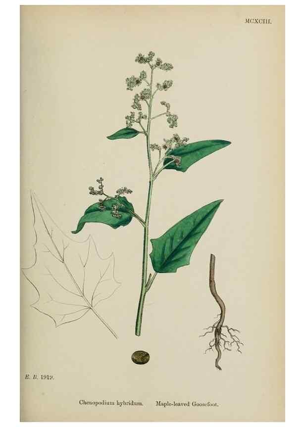 Reproducción/Reproduction 48753906151: English botany, or, Coloured figures of British plants /. London :R. Hardwicke,1863-1886.. 