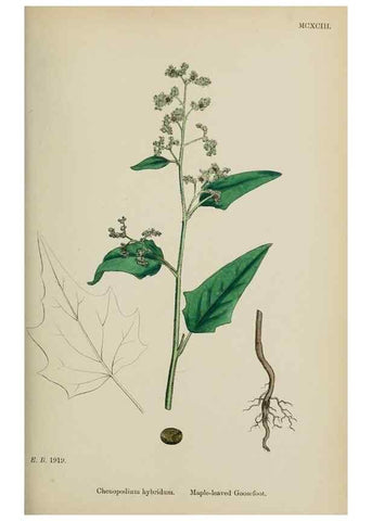 Reproducción/Reproduction 48753906151: English botany, or, Coloured figures of British plants /. London :R. Hardwicke,1863-1886.. 