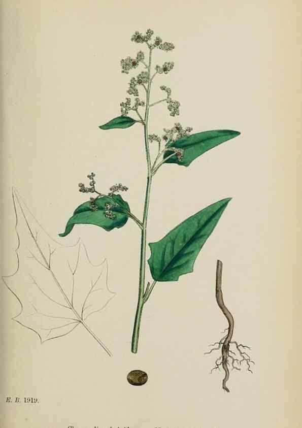 Reproducción/Reproduction 48753906151: English botany, or, Coloured figures of British plants /. London :R. Hardwicke,1863-1886.. 