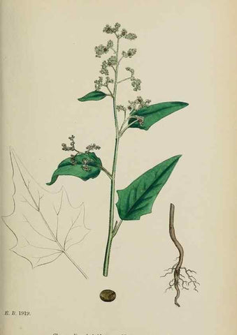 Reproducción/Reproduction 48753906151: English botany, or, Coloured figures of British plants /. London :R. Hardwicke,1863-1886.. 