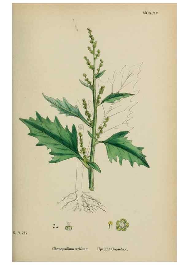 Reproducción/Reproduction 48754096472: English botany, or, Coloured figures of British plants /. London :R. Hardwicke,1863-1886.. 
