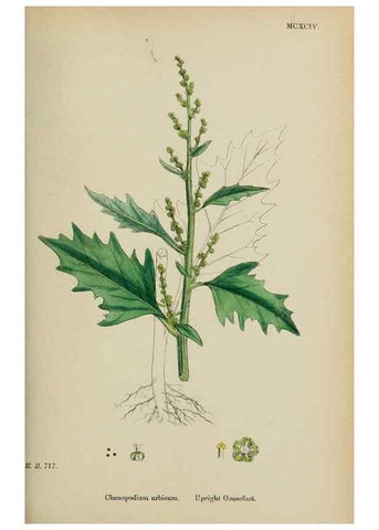 Reproducción/Reproduction 48754096472: English botany, or, Coloured figures of British plants /. London :R. Hardwicke,1863-1886.. 
