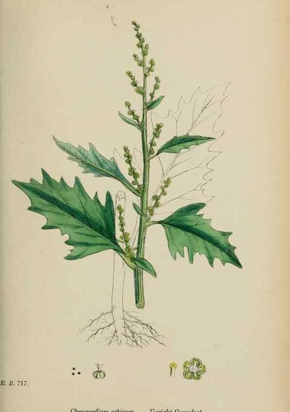 Reproducción/Reproduction 48754096472: English botany, or, Coloured figures of British plants /. London :R. Hardwicke,1863-1886.. 