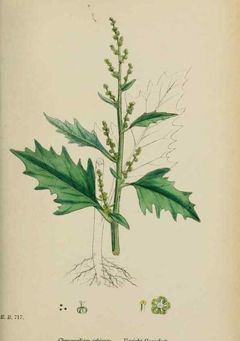 Reproducción/Reproduction 48754096472: English botany, or, Coloured figures of British plants /. London :R. Hardwicke,1863-1886.. 