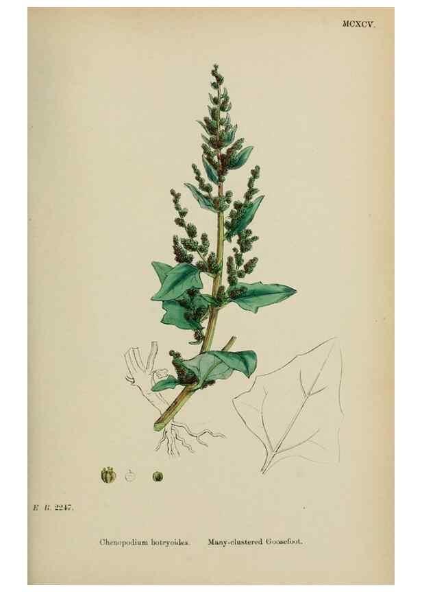 Reproducción/Reproduction 48754096757: English botany, or, Coloured figures of British plants /. London :R. Hardwicke,1863-1886.. 