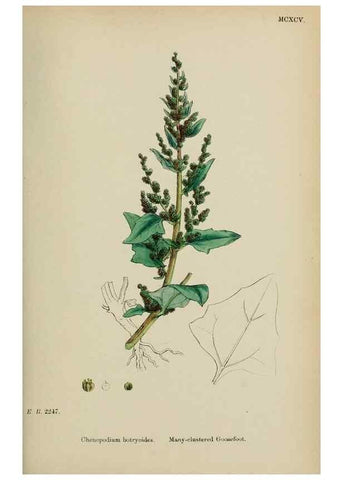 Reproducción/Reproduction 48754096757: English botany, or, Coloured figures of British plants /. London :R. Hardwicke,1863-1886.. 