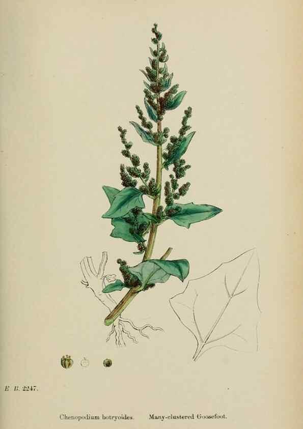 Reproducción/Reproduction 48754096757: English botany, or, Coloured figures of British plants /. London :R. Hardwicke,1863-1886.. 