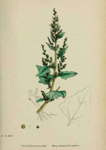 Reproducción/Reproduction 48754096757: English botany, or, Coloured figures of British plants /. London :R. Hardwicke,1863-1886.. 