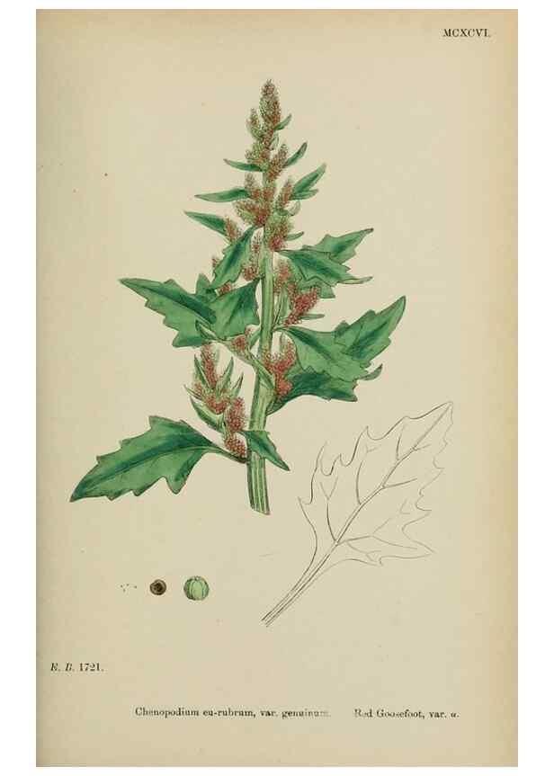 Reproducción/Reproduction 48754096997: English botany, or, Coloured figures of British plants /. London :R. Hardwicke,1863-1886.. 