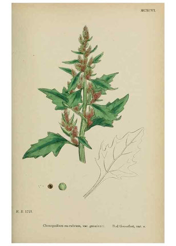 Reproducción/Reproduction 48754096997: English botany, or, Coloured figures of British plants /. London :R. Hardwicke,1863-1886.. 