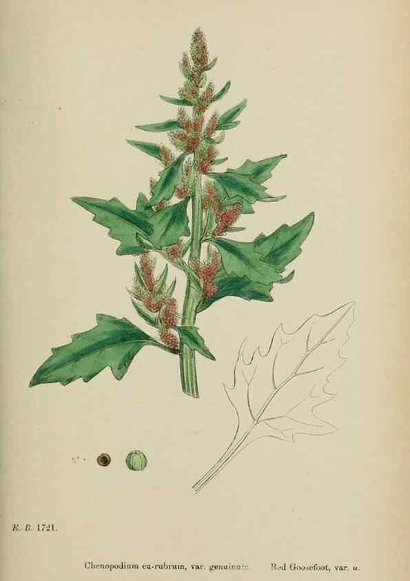 Reproducción/Reproduction 48754096997: English botany, or, Coloured figures of British plants /. London :R. Hardwicke,1863-1886.. 