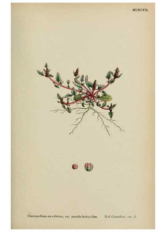 Reproducción/Reproduction 48754097207: English botany, or, Coloured figures of British plants /. London :R. Hardwicke,1863-1886.. 