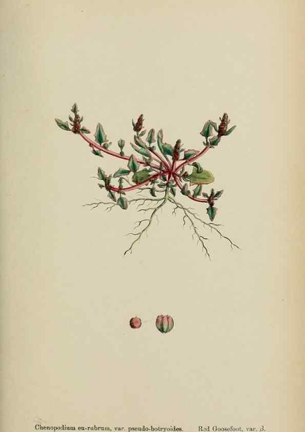 Reproducción/Reproduction 48754097207: English botany, or, Coloured figures of British plants /. London :R. Hardwicke,1863-1886.. 