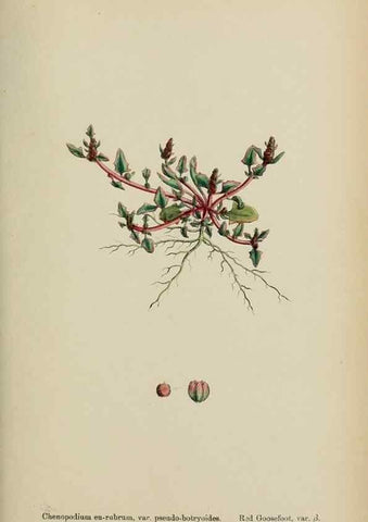 Reproducción/Reproduction 48754097207: English botany, or, Coloured figures of British plants /. London :R. Hardwicke,1863-1886.. 