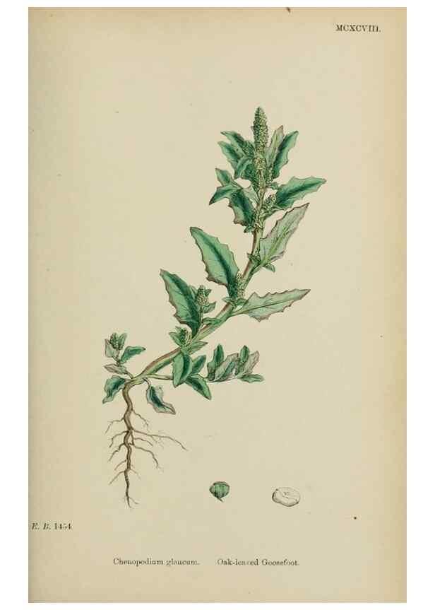 Reproducción/Reproduction 48753907216: English botany, or, Coloured figures of British plants /. London :R. Hardwicke,1863-1886.. 