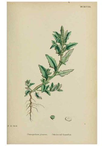 Reproducción/Reproduction 48753907216: English botany, or, Coloured figures of British plants /. London :R. Hardwicke,1863-1886.. 