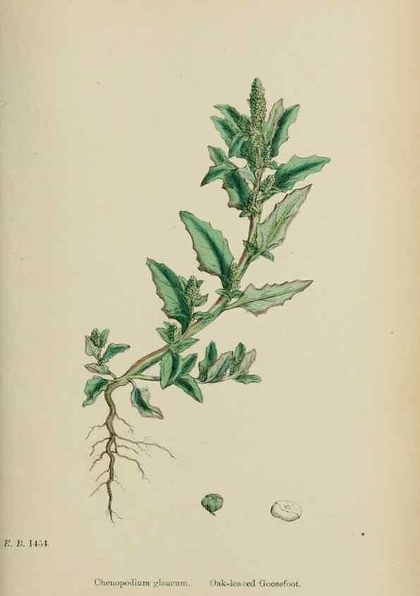 Reproducción/Reproduction 48753907216: English botany, or, Coloured figures of British plants /. London :R. Hardwicke,1863-1886.. 