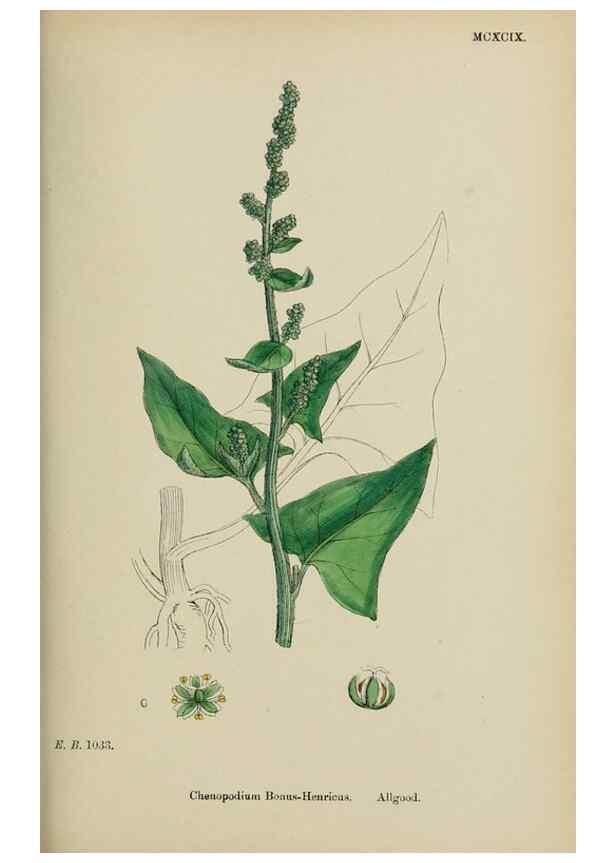 Reproducción/Reproduction 48753907406: English botany, or, Coloured figures of British plants /. London :R. Hardwicke,1863-1886.. 