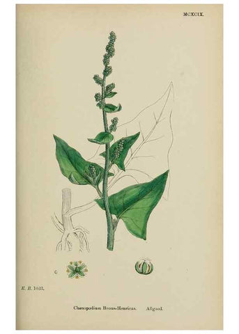 Reproducción/Reproduction 48753907406: English botany, or, Coloured figures of British plants /. London :R. Hardwicke,1863-1886.. 